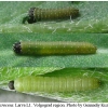 colias croceus larva1 volg